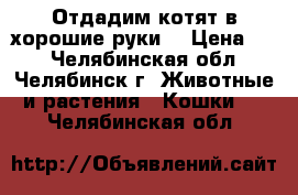 Отдадим котят в хорошие руки  › Цена ­ 1 - Челябинская обл., Челябинск г. Животные и растения » Кошки   . Челябинская обл.